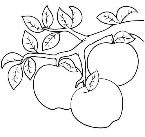 عکس رنگ آمیزی نقاشی سیب روی شاخه درخت